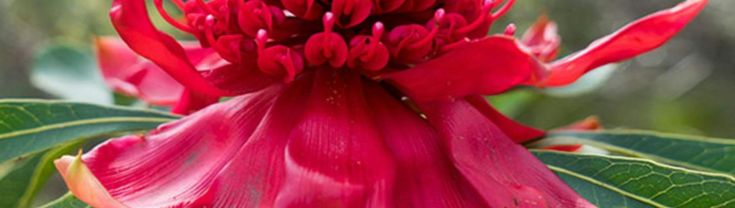 Close up photo of a waratah flower, Blue Mountains National Park. Photo: Simone Cottrell/OEH.